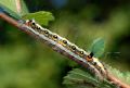 Acronicta (Triaena) tridens